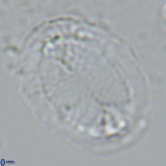 Pontosphaera lepida VR 09043