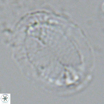 Pontosphaera lepida VR 09043