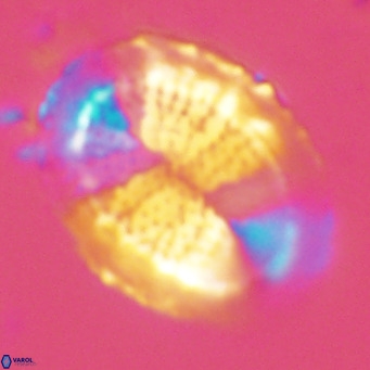Pontosphaera lepida VR 09054