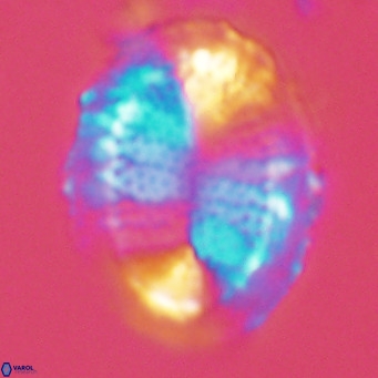 Pontosphaera lepida VR 09050