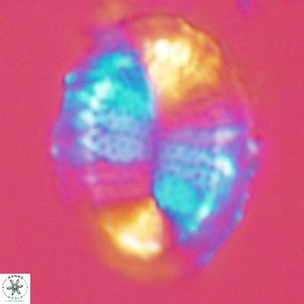 Pontosphaera lepida VR 09050