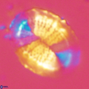 Pontosphaera lepida VR 09051