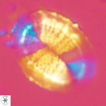 Pontosphaera lepida VR 09051