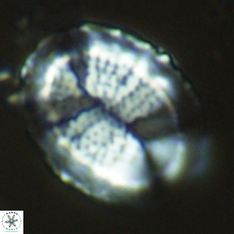Pontosphaera lepida VR 09052