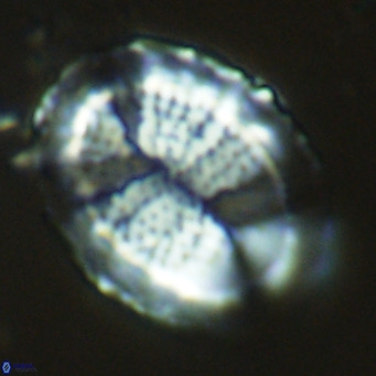 Pontosphaera lepida VR 09053