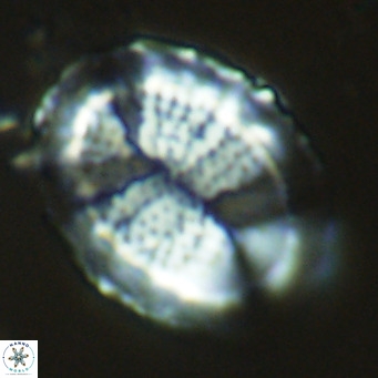 Pontosphaera lepida VR 09053
