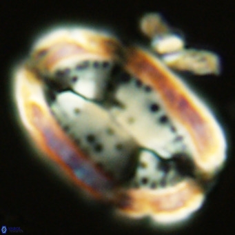 Pontosphaera sparsiforata VR 07714