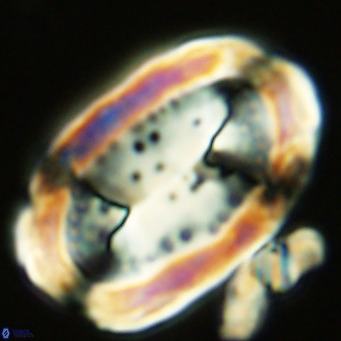 Pontosphaera sparsiforata VR 07717