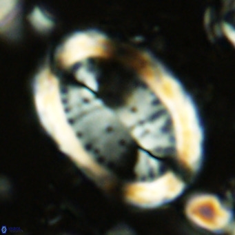 Pontosphaera sparsiforata VR 07853