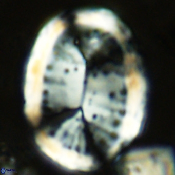 Pontosphaera sparsiforata VR 08334