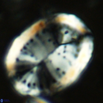 Pontosphaera sparsiforata VR 08337