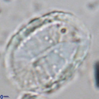 Pontosphaera sparsiforata VR 08343