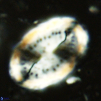 Pontosphaera sparsiforata VR 6898