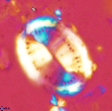 Pontosphaera sparsiforata VR 6922