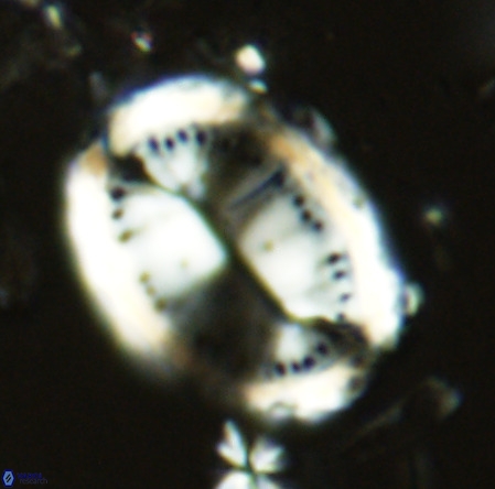 Pontosphaera sparsiforata VR 6923