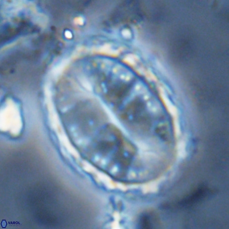 Pontosphaera sparsiforata VR 6930