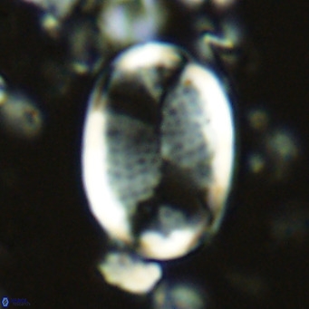 Pontosphaera paynei VR 5459