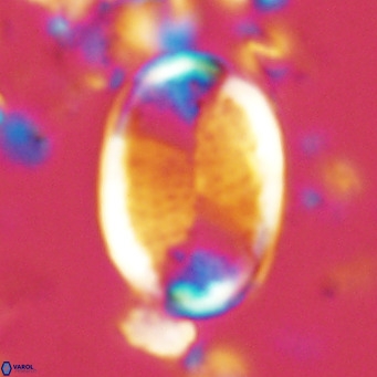 Pontosphaera paynei VR 5460