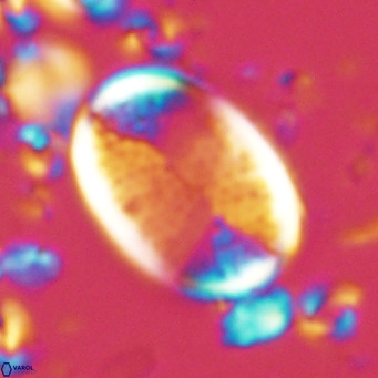 Pontosphaera paynei VR 5461