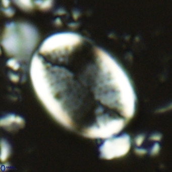 Pontosphaera paynei VR 5462