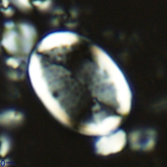 Pontosphaera paynei VR 5463