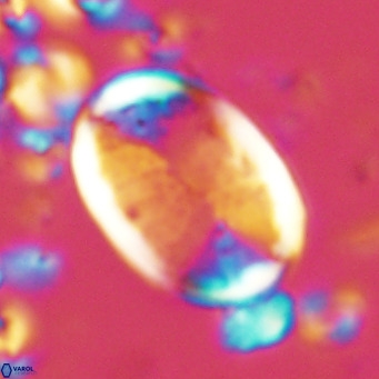 Pontosphaera paynei VR 5464