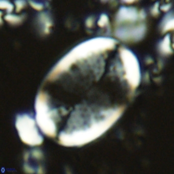 Pontosphaera paynei VR 5466