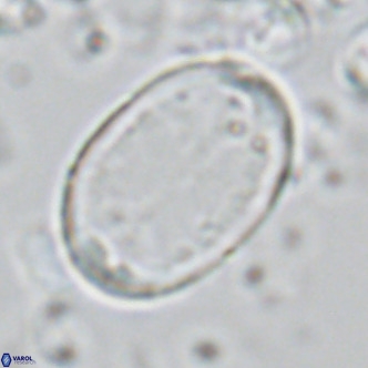 Pontosphaera paynei VR 5467