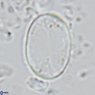 Pontosphaera paynei VR 5468