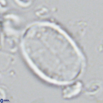 Pontosphaera paynei VR 5469