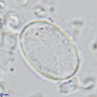 Pontosphaera paynei VR 5470