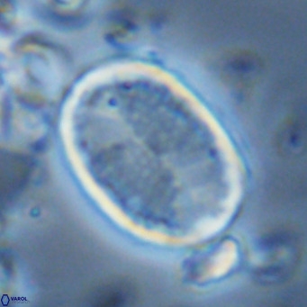 Pontosphaera paynei VR 5471