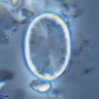 Pontosphaera paynei VR 5472
