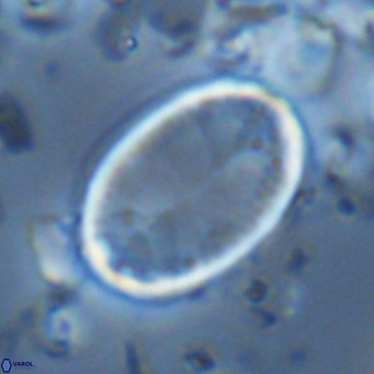 Pontosphaera paynei VR 5473
