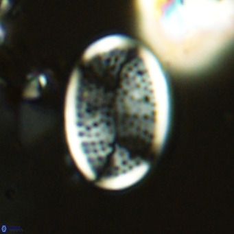 Pontosphaera paynei VR 5791