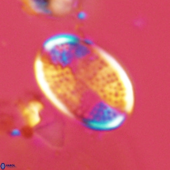 Pontosphaera paynei VR 5793