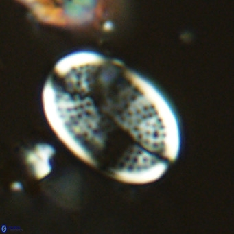 Pontosphaera paynei VR 5794