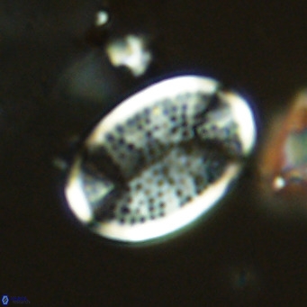 Pontosphaera paynei VR 5795