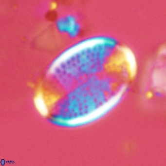 Pontosphaera paynei VR 5796