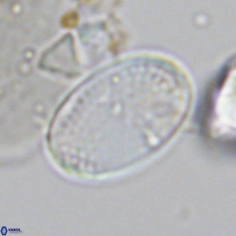 Pontosphaera paynei VR 5797