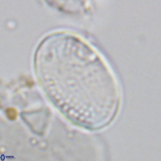Pontosphaera paynei VR 5799