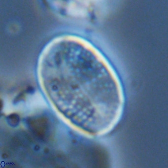 Pontosphaera paynei VR 5800