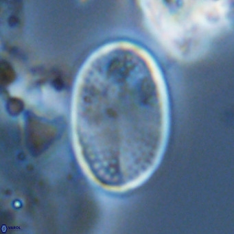 Pontosphaera paynei VR 5801