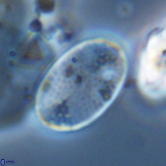 Pontosphaera paynei VR 5802