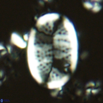 Pontosphaera paynei VR 5892