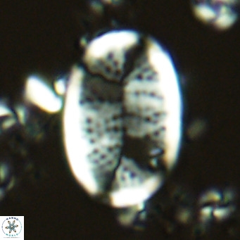 Pontosphaera paynei VR 5892