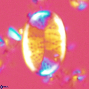 Pontosphaera paynei VR 5893