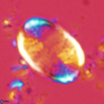 Pontosphaera paynei VR 5894