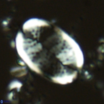 Pontosphaera paynei VR 5895