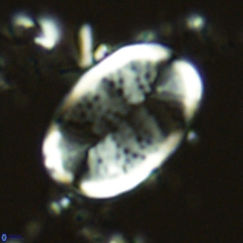 Pontosphaera paynei VR 5896